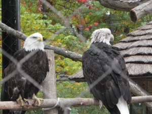 bald eagles at the zoo