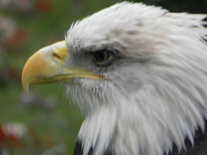 closeup of zoo eagle