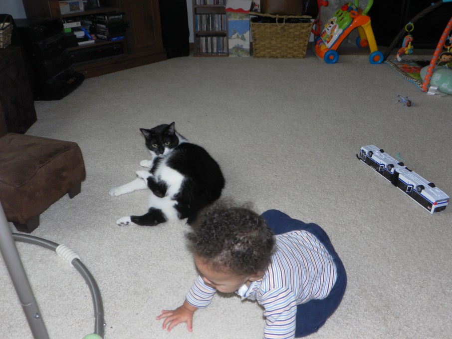 cat watching baby crawl