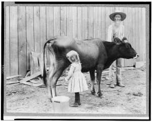 girl and cow