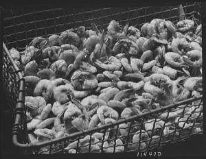 Enough shrimp to feed a kindergartner