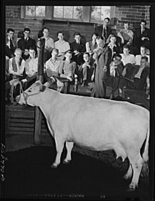 "Ladies and gentlemen of the jury, I submit to you that my client could not be guilty of the attempted murder of that boy as she is neither a Holstein nor a heifer."