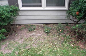 The new babies have big shoes to fill.