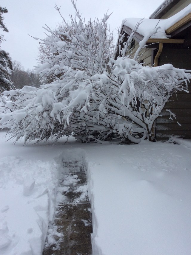 These branches are supposed to go upward rather than sideways like this.