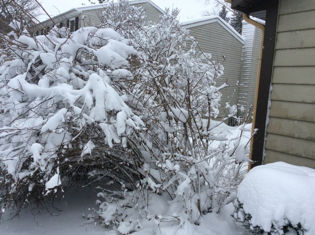 Another tree shrub tackled by heavy snow.